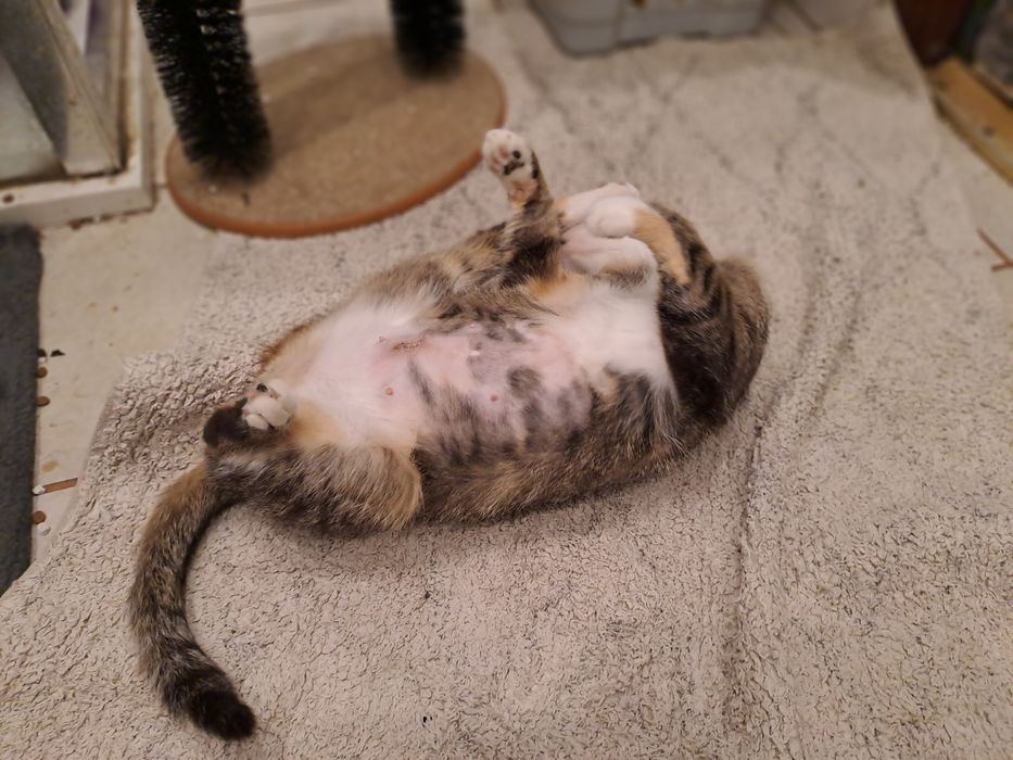 MRUCZKA. Sliczna kotka u  uratowana z ulicy