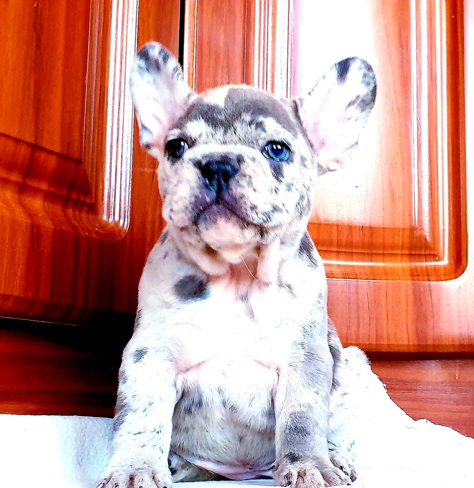Słodka Sunia francuski buldog