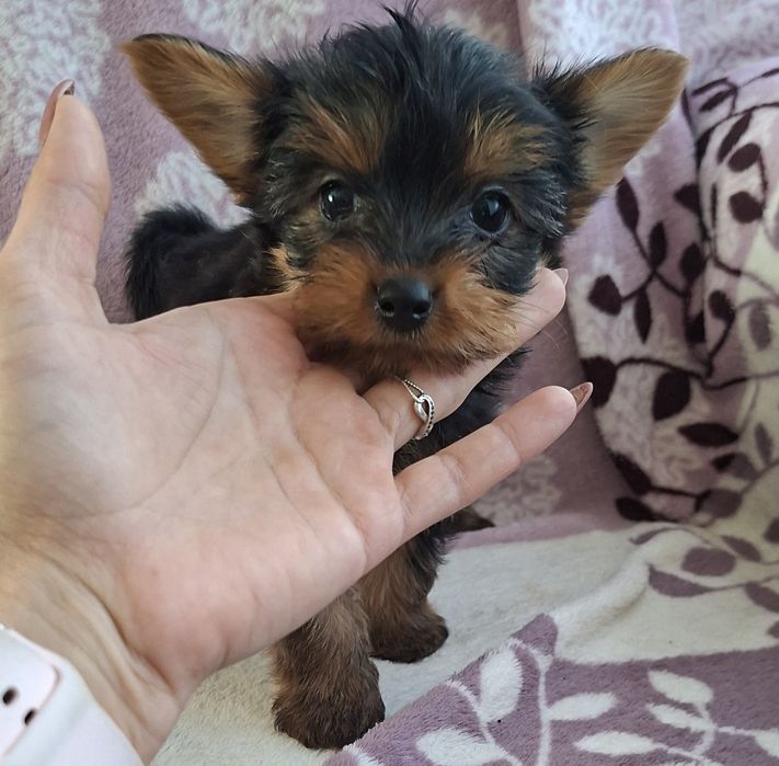 Yorkshire Terrier