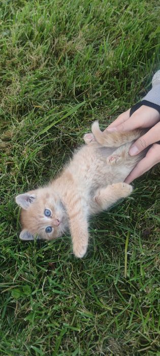 Oddam rude i rudobiałe małe kocice