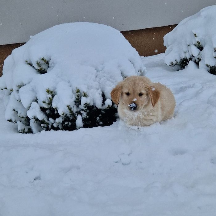 Golden Retriever po Championach