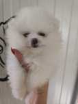Spitz macho anão