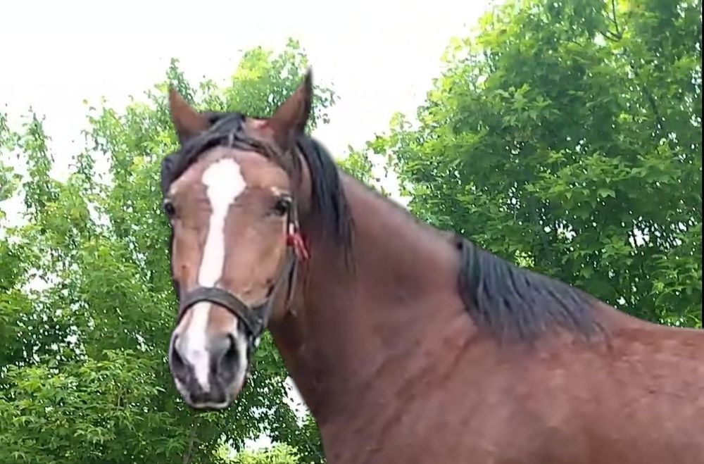 Продам молоду кобилу Нору