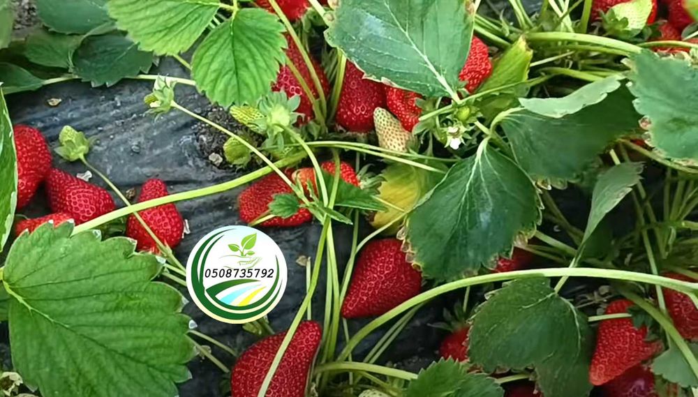 Саджанці розсада полуниці Albatross