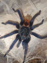 Chromatopelma cyaneopubescens samiec dorosły