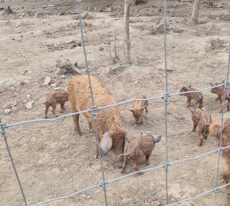 Porco ovelha (Mangalitsa)