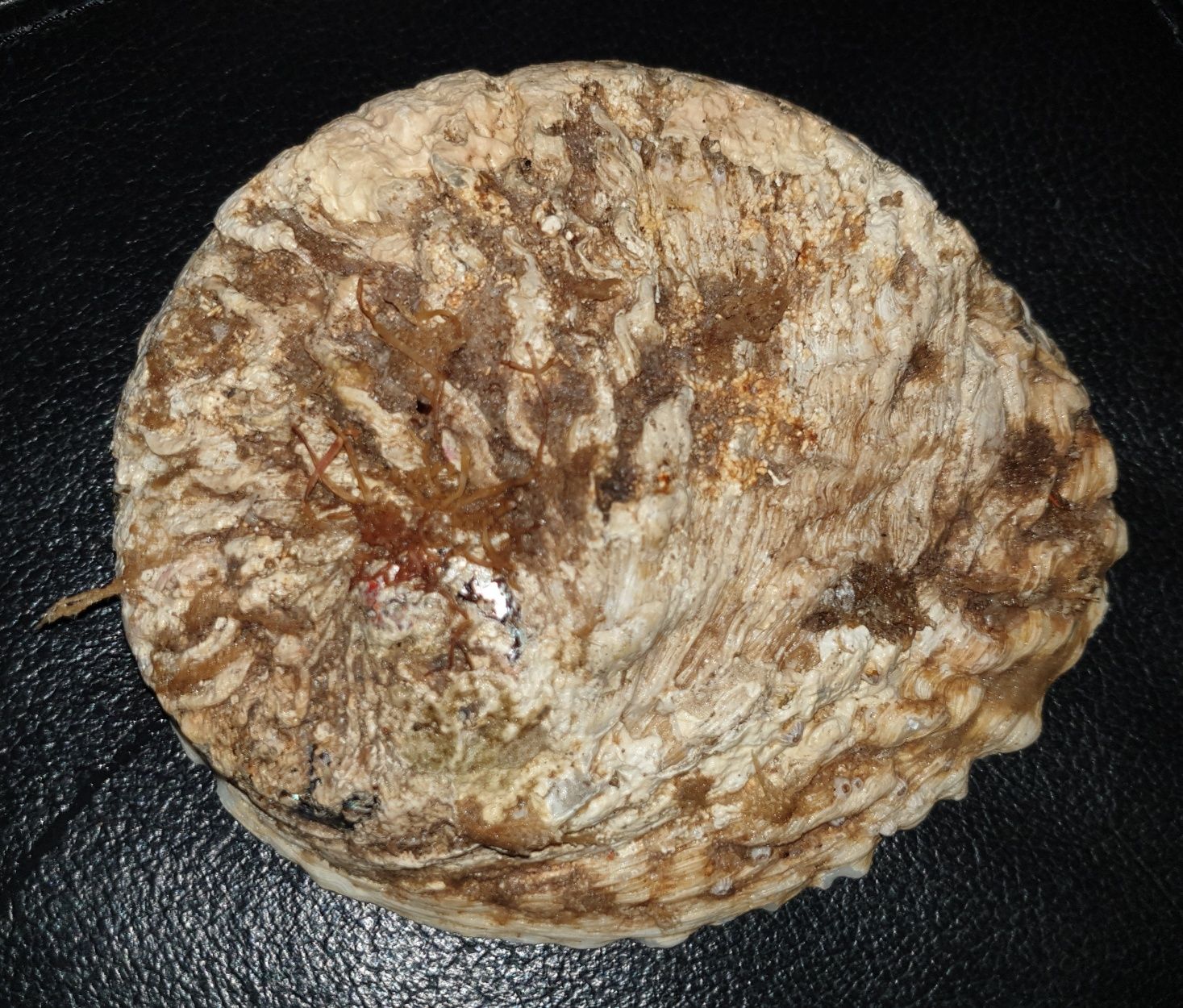 Concha Madrepérola 15 cm por 13 cm