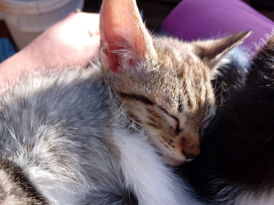 4 gatos para adoção