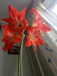 Лилия красная комнатная, Гипеаструм амарилис