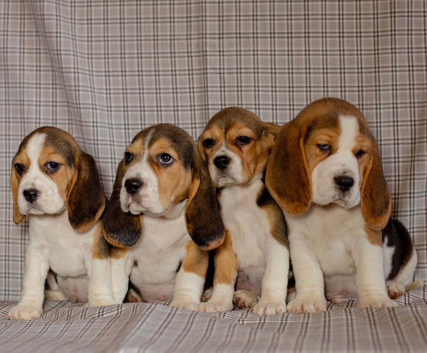 Beagle kennel. Розплідник щенят бігль.