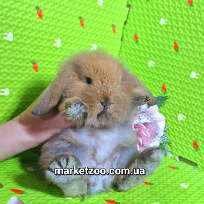 Мини mini lop кролик вислоухий баранчик руденький