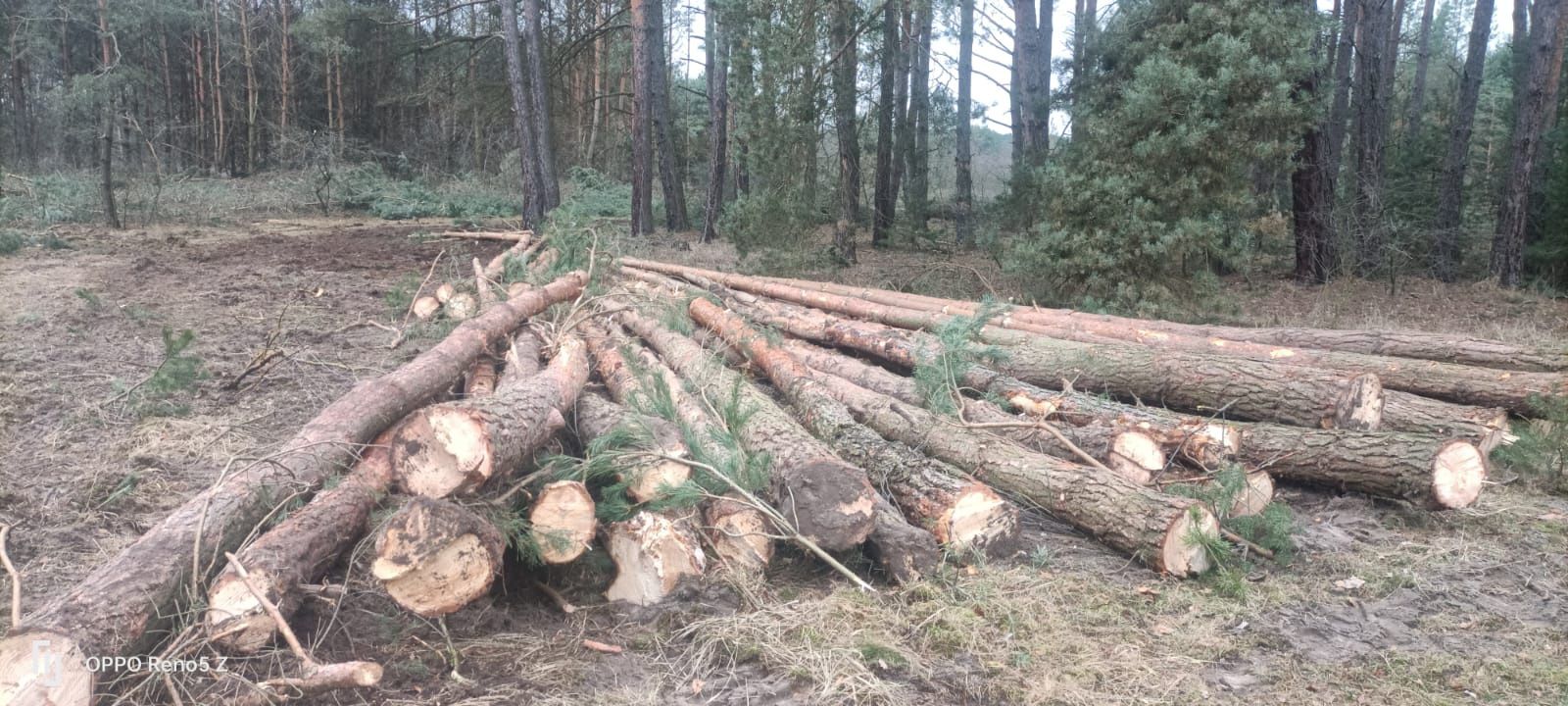 Wycinka drzew za drewno, oczyszczanie działek.Opolskie dol.slask .Wlkp