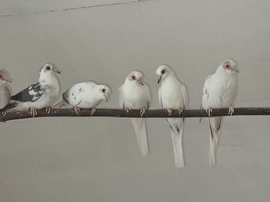 Goląbki Diamentowe Szeki