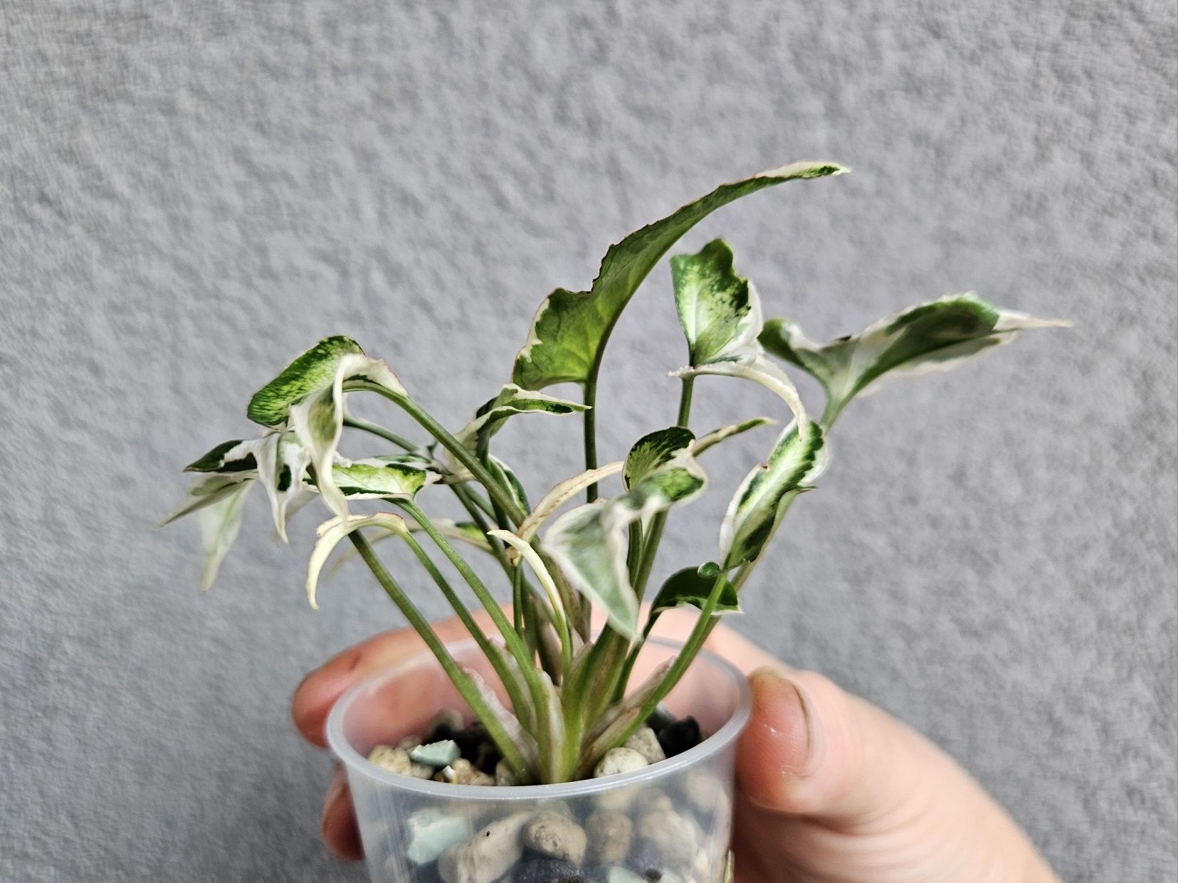 Syngonium kolekcjonerskie Starlite hydroponika