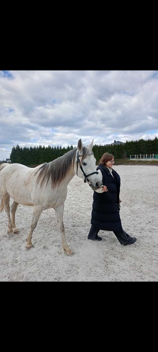 Współdziedżawa klaczy arabskiej