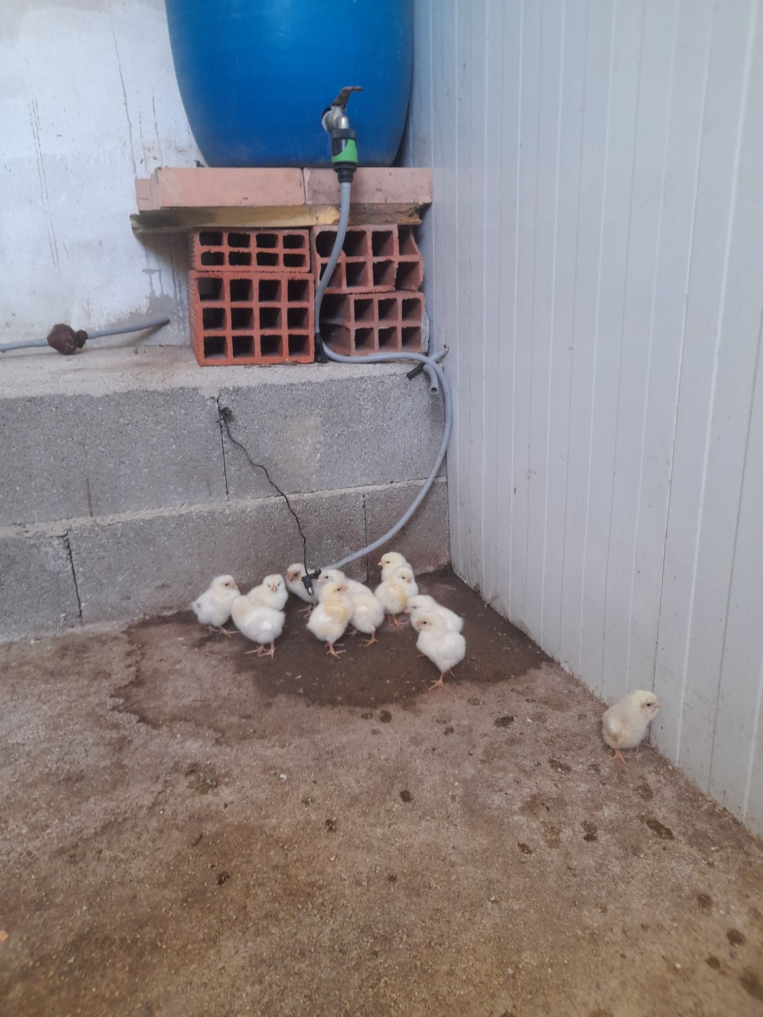 Ovos da Quinta caseiros