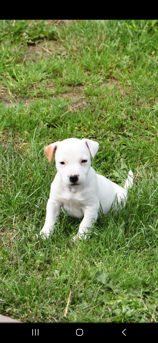 Jack Russel Terrier Suczka!