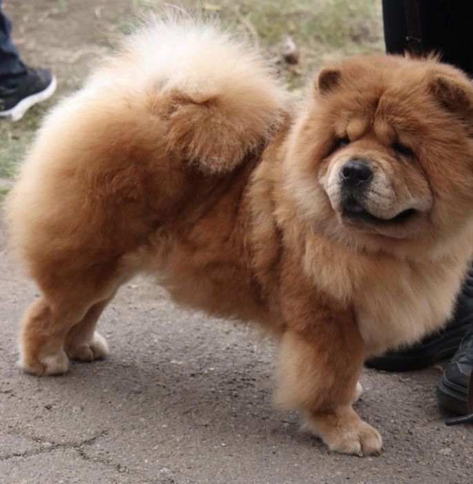 Взрослая  девочка чау чау