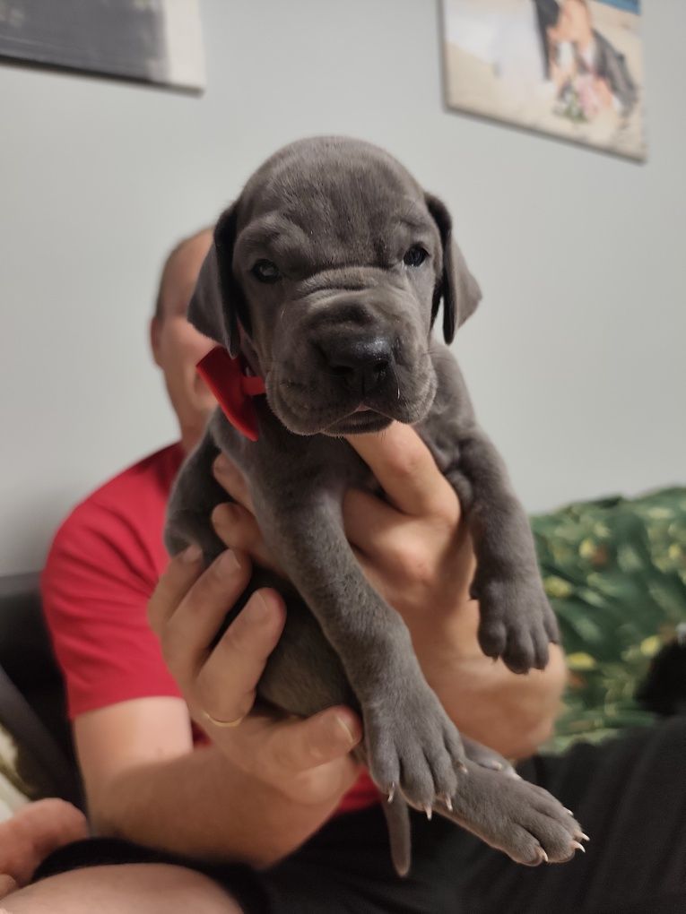 Dog niemiecki błękitny