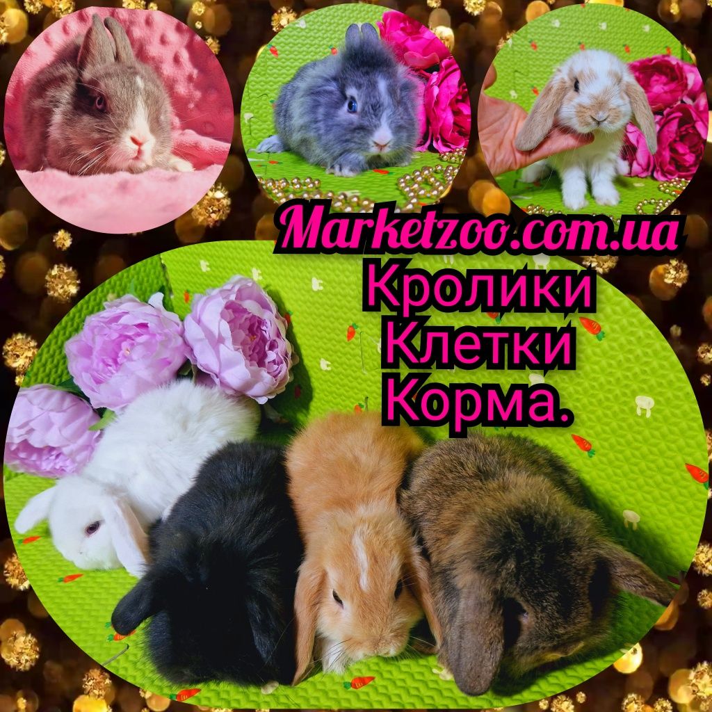 Мини mini lop міні карликовые кролики