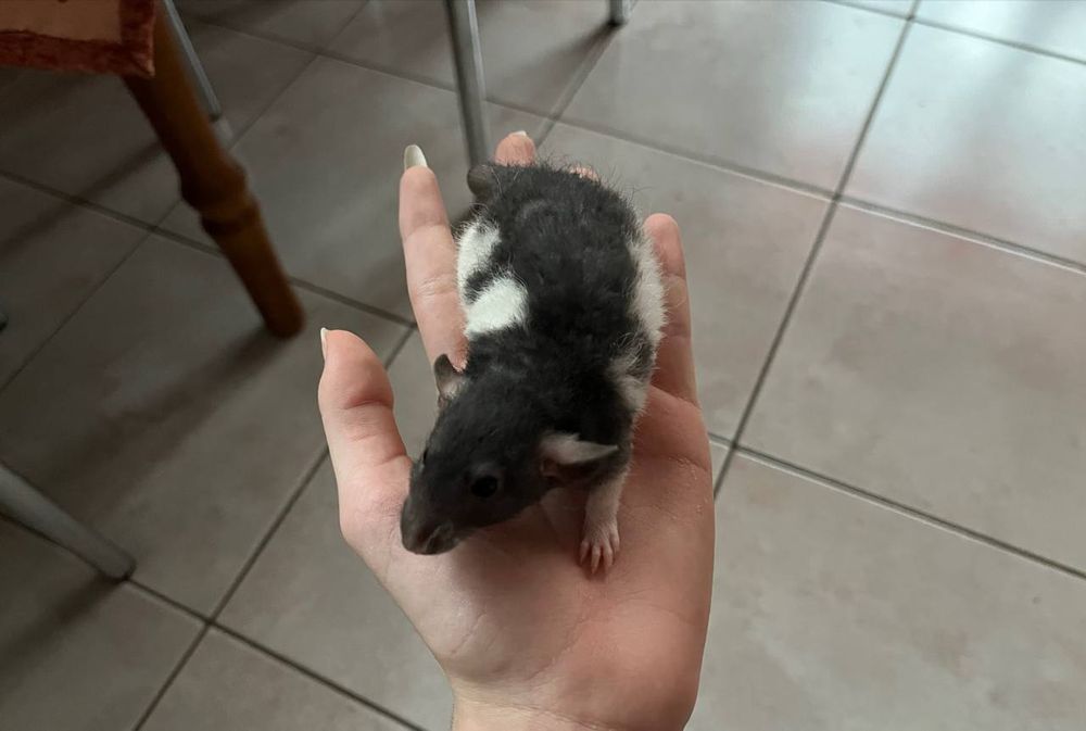 Декоративні щуренята