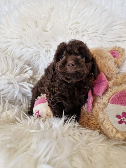 **KSENIA**sunia pudel toy choco do rezerwacji