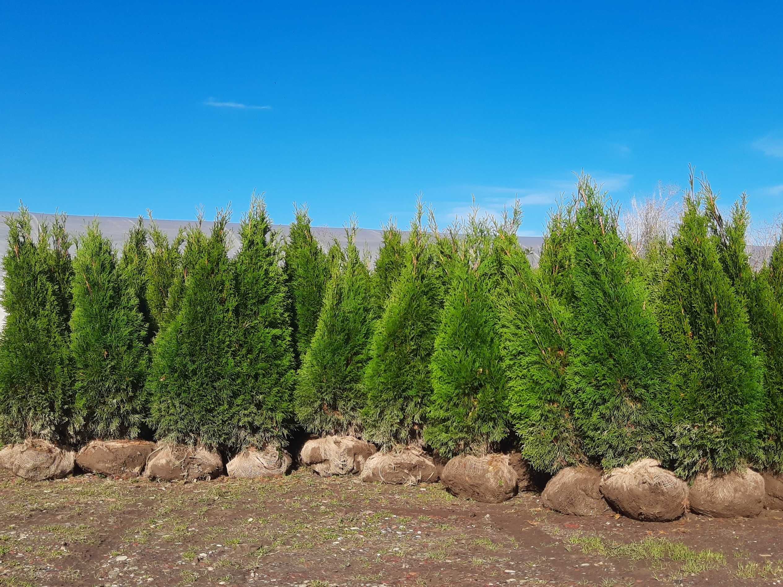 Tuja Szmaragd 100,120,140,150 cm! Thuja Smaragd! Sadzimy! Tuje! Dowóz!