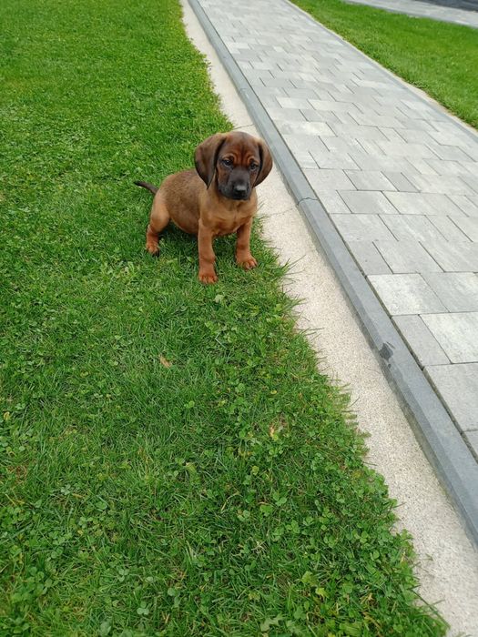 Szczeniak posokowiec bawarski