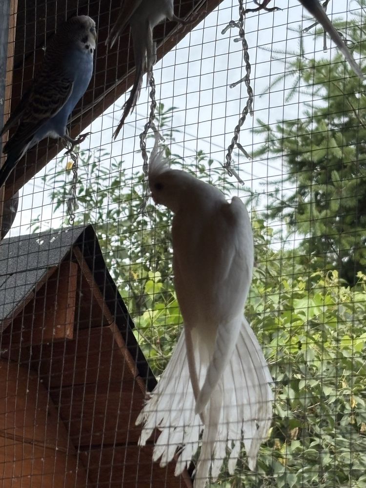 Papugi nimfy białe,białogłowe, albino