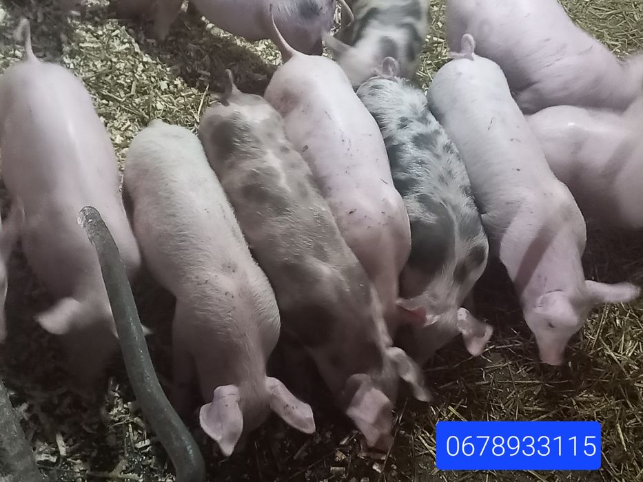Продаються поросята