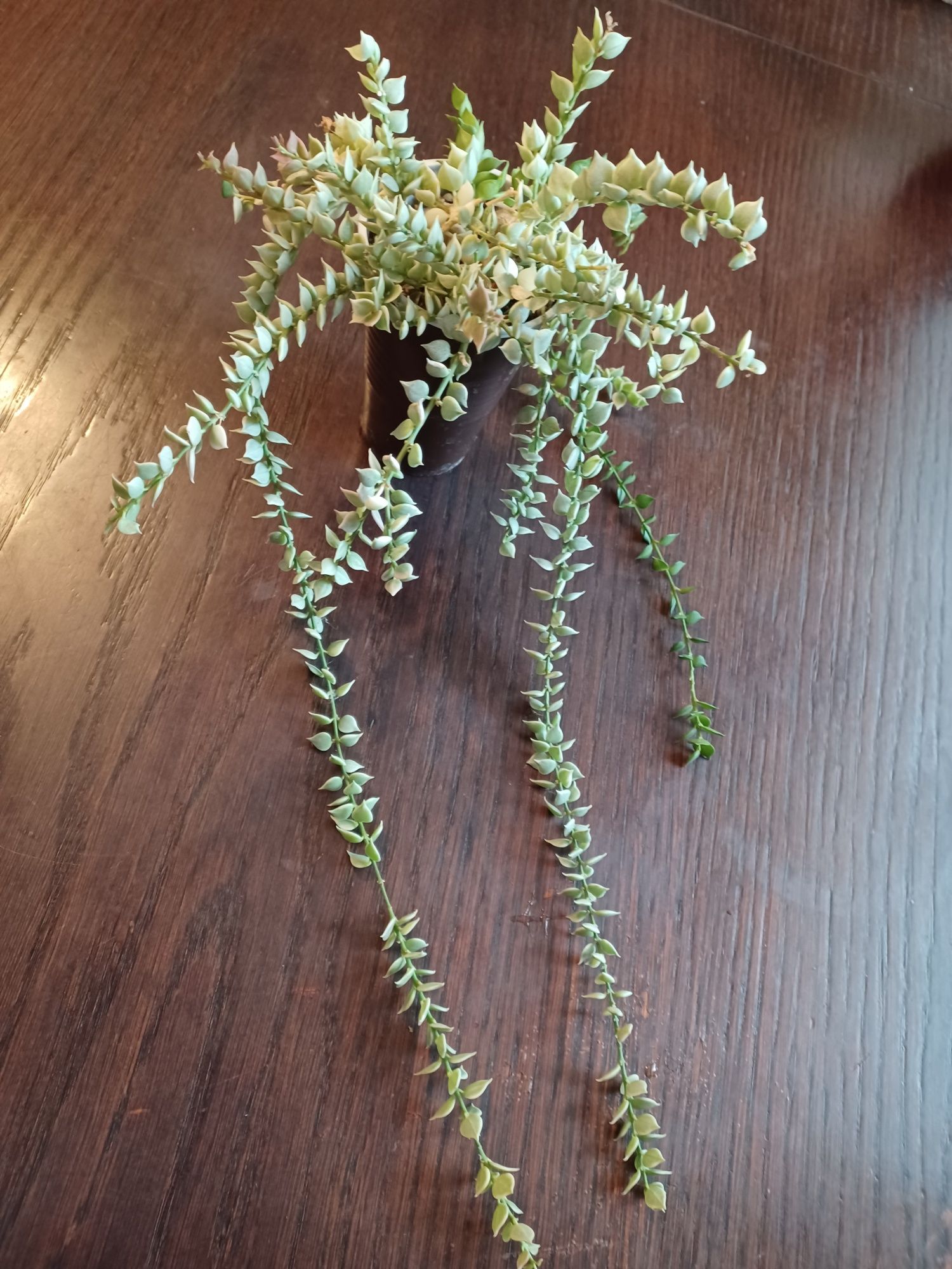 Dischidia variegata cięta