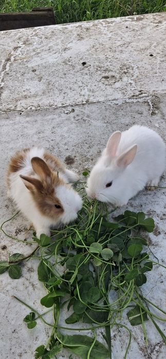 Sprzedam kruliki miniaturki