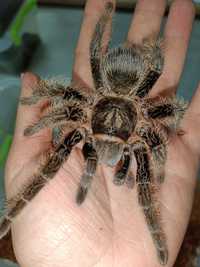 Brachypelma albopilosum павук птахоїд птицеед паук