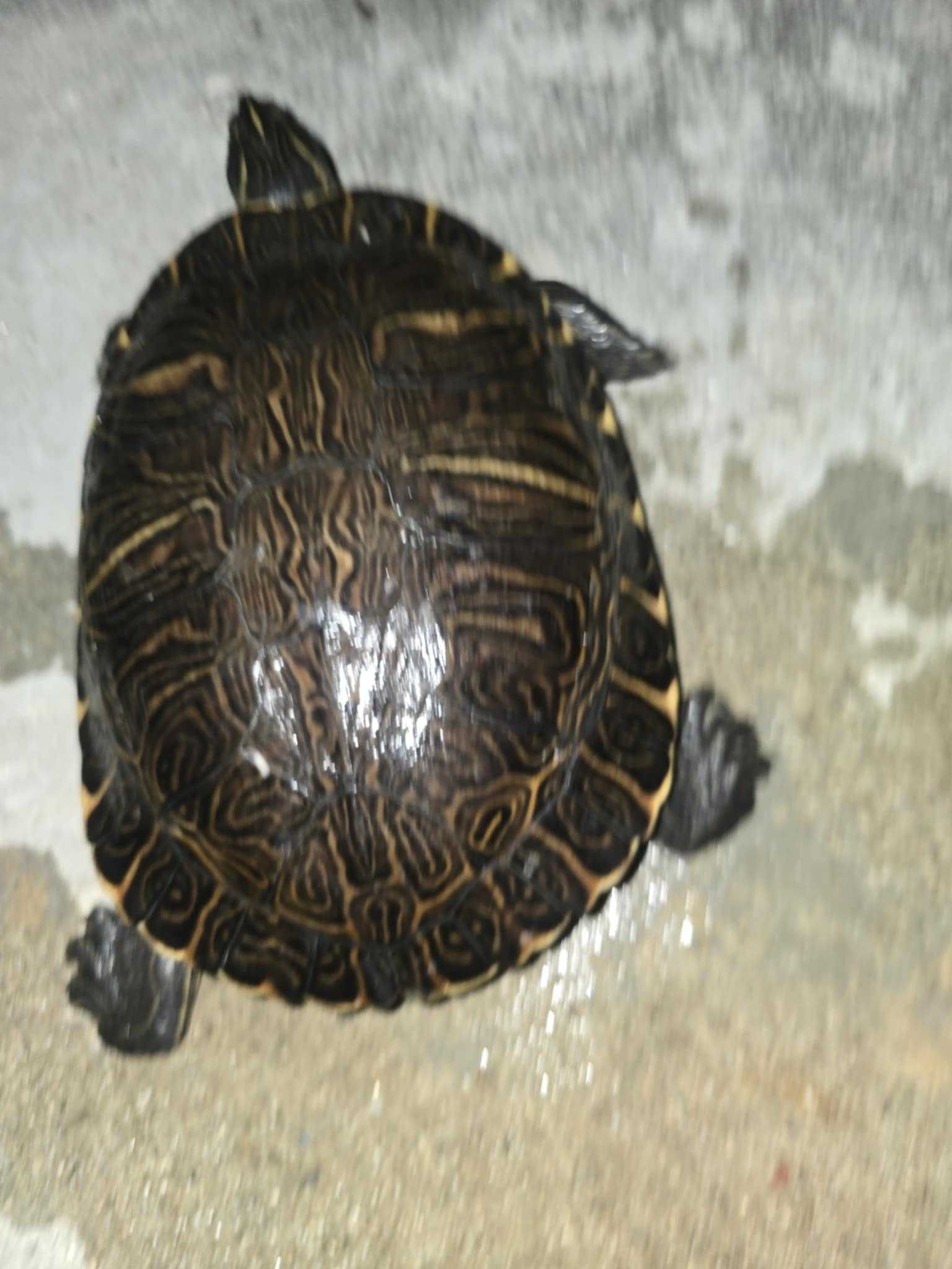 Vendo tartarugas