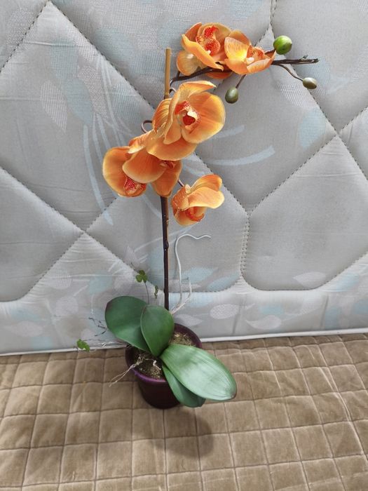 Orquídea cor salmão em plástico