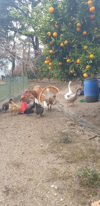 Vendo perus e gansos