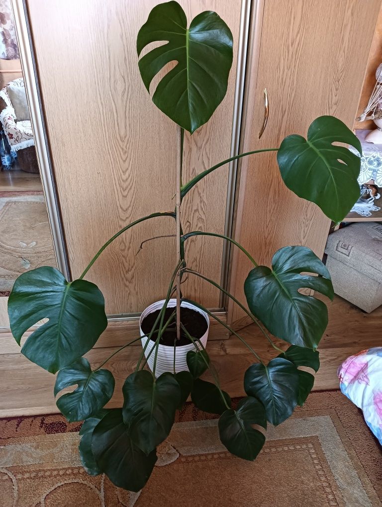 Kwiat doniczkowy Monstera