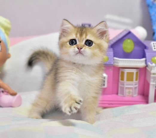 Золотая шиншилла ny 11,британский короткошерстный котик