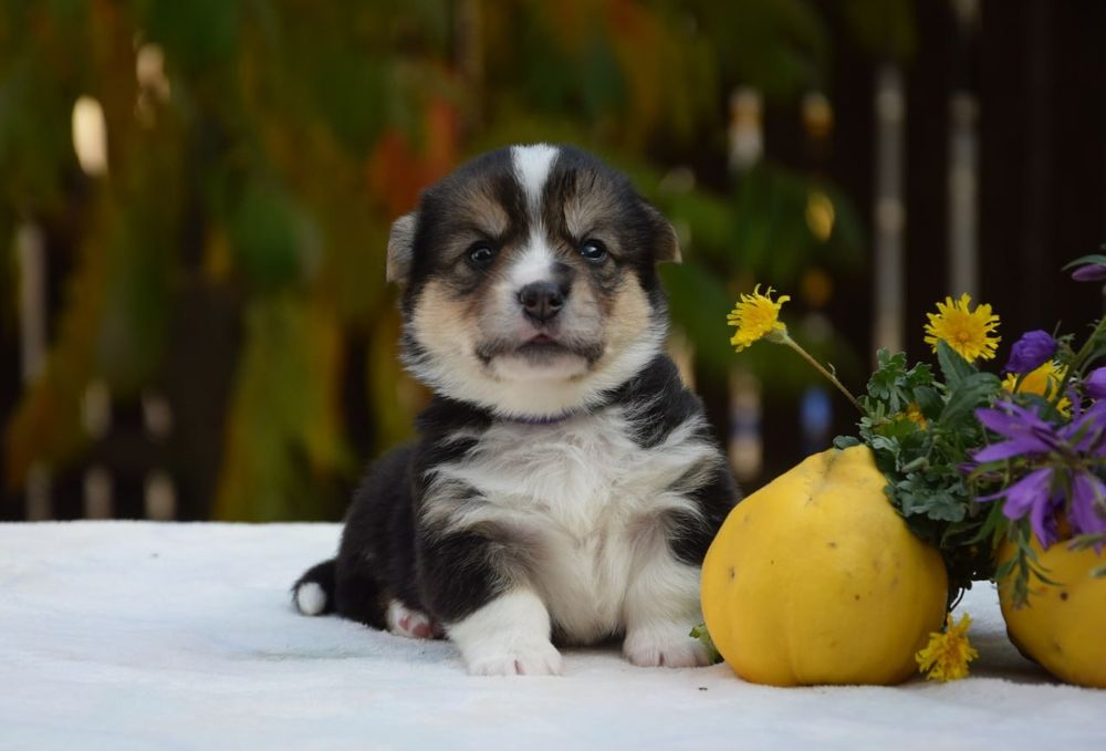 Вельш Коргі Пемброк