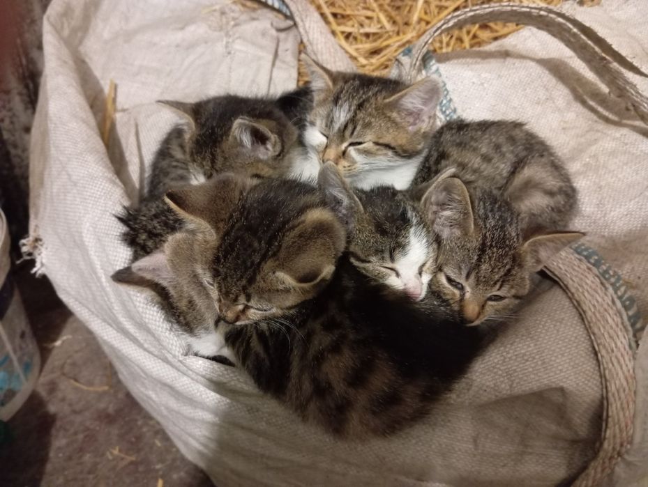 Koty oddam do adopcji