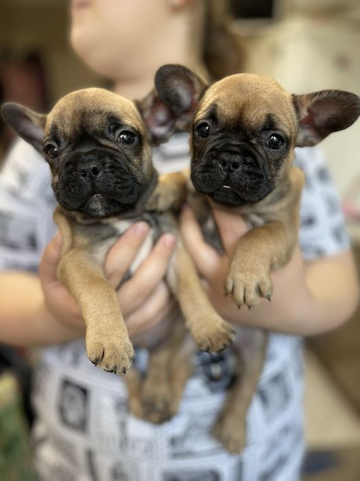 Продається руденька французька бульдожка.