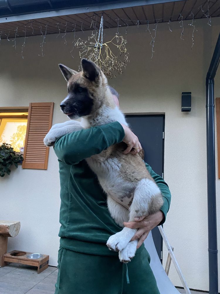 Akita amerykańska Suczka