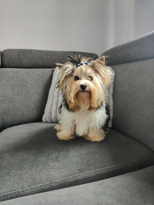 Samc Yorkshire terrier