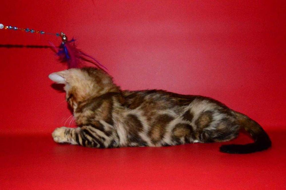 Яркий, красивый котенок. Мальчик. Документы.