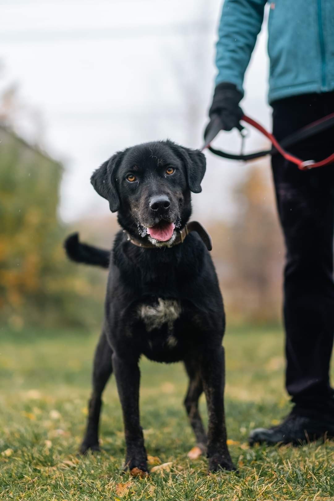 Dyzio w typie labradora piesek ze schroniska w Rybniku