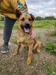 Pies Sezamek do pilnej adopcji