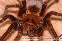 T. aphophisis samica 6-6.5DC