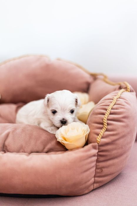 Maltańczyk suczka z rodowodem i chipem - rezerwacja