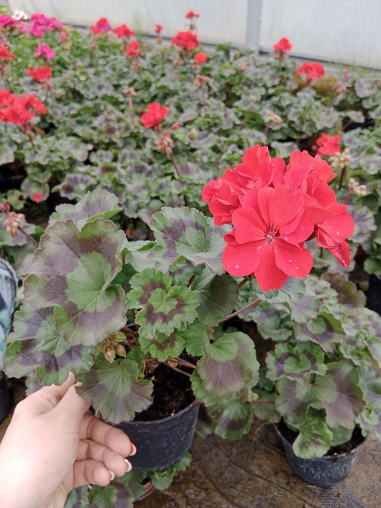 Pelargonia stojąca, wisząca, supertunia Vista, lawenda, begonia