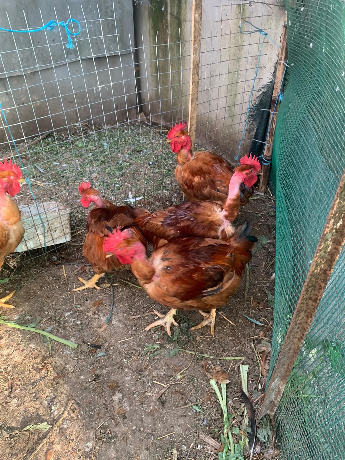 Aves de campo  galos